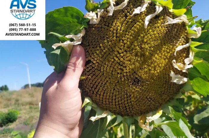 Кондитерский подсолнечник Геракл 93-99дней, 36ц/га, заразиха A-F+. Болгария- фото № 3