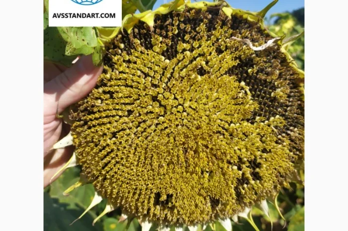 Кондитерский подсолнечник Геракл 93-99дней, 36ц/га, заразиха A-F+. Болгария- фото № 4