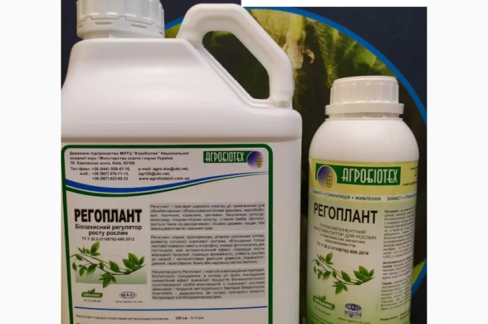 Кондитерский подсолнечник Геракл 93-99дней, 36ц/га, заразиха A-F+. Болгария- фото № 6