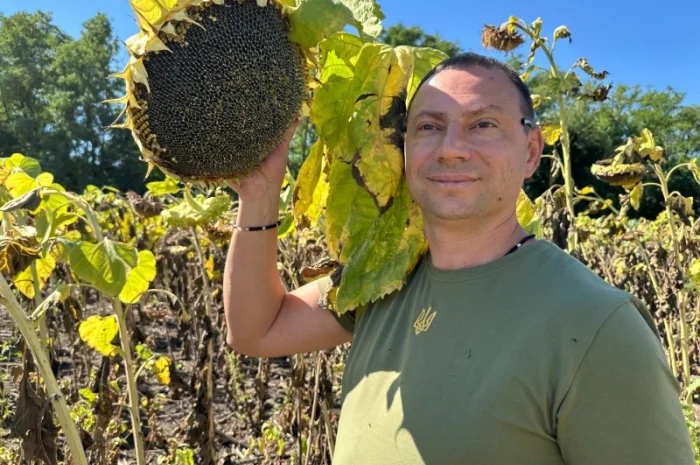 Кондитерский подсолнечник Геракл 115дней- фото № 1