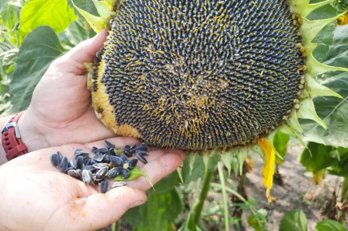 Соняшник Геракл Болгарія. Кондитерський сорт Геракл. Великоплідний соняшник Геракл- фото № 6