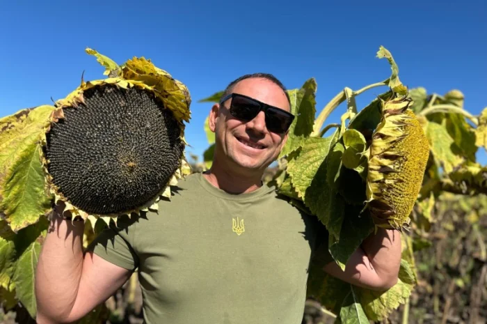 Соняшник Геракл Болгарія. Кондитерський сорт Геракл. Великоплідний соняшник Геракл- фото № 2