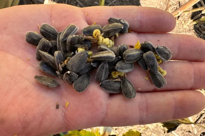 Соняшник Геракл Болгарія. Кондитерський сорт Геракл. Великоплідний соняшник Геракл- фото № 4