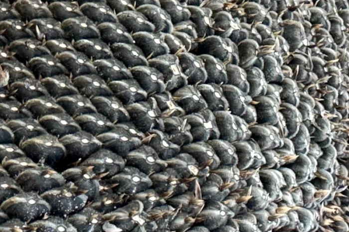 Соняшник Геракл Болгарія. Кондитерський сорт Геракл. Великоплідний соняшник Геракл- фото № 5