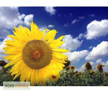 Куплю Подсолнечник- фото № 1