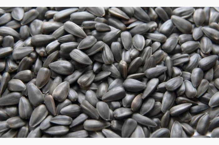 Закуповуємо насіння соняшника- фото № 2