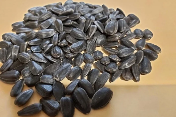 Продам посевной материал подсолнечника кондитерского сорт Лакомка- фото № 1