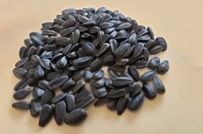 Продам посевной материал подсолнечника кондитерского сорт Лакомка- фото № 2