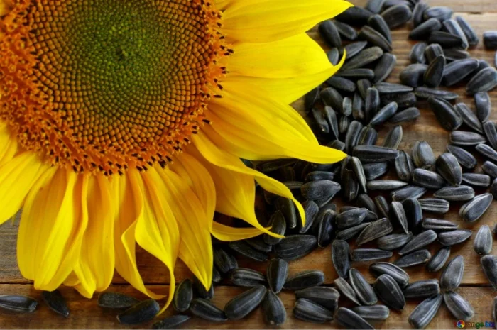 Подсолнечник кондитерский посевной материал- фото № 1