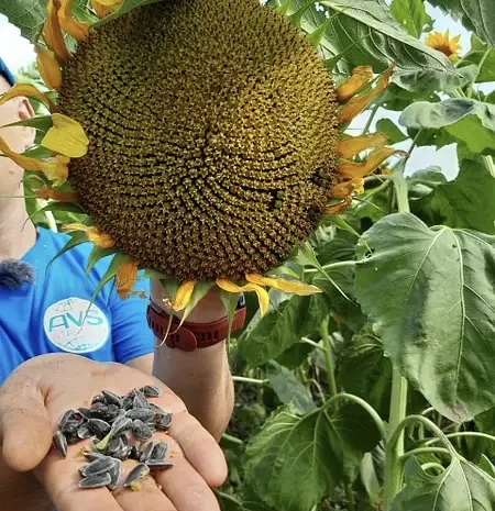 Закупаем подсолнечник с места- фото № 1