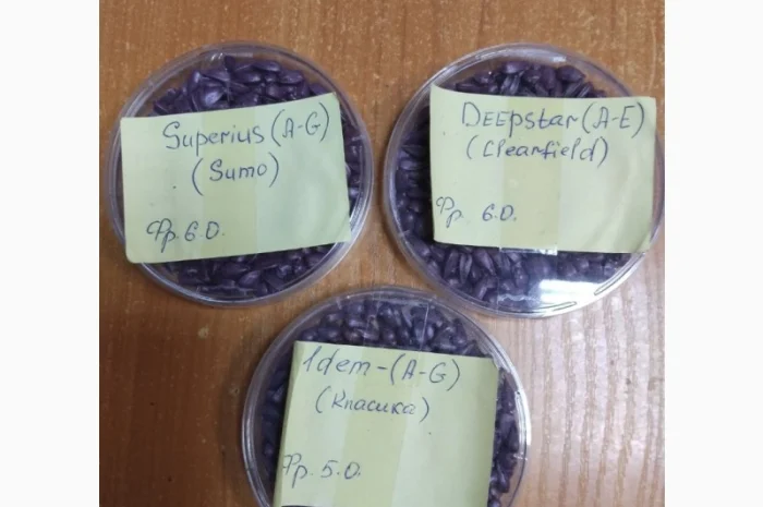 Продам насіння соняшнику Сементіс ( Sementis) врожаю 2024 року фракції XL- фото № 1