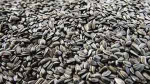 Соняшник 52- фото № 1