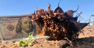 Продам оптом соняшник на експорт. Контрактуємо об'єми- фото № 1