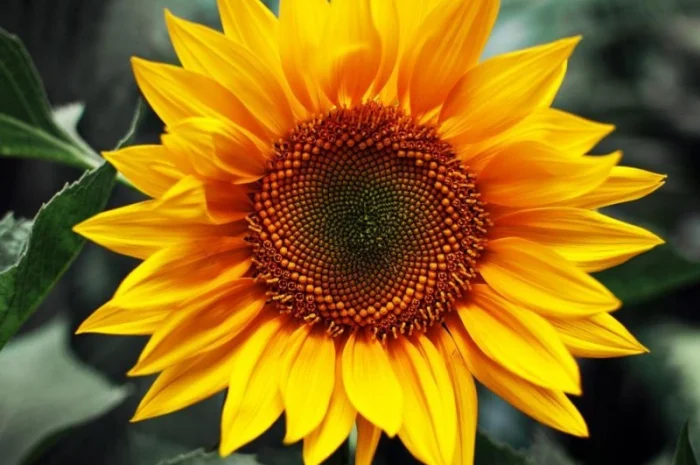 Куплю подсолнух и его отходы за наличный расчет- фото № 1