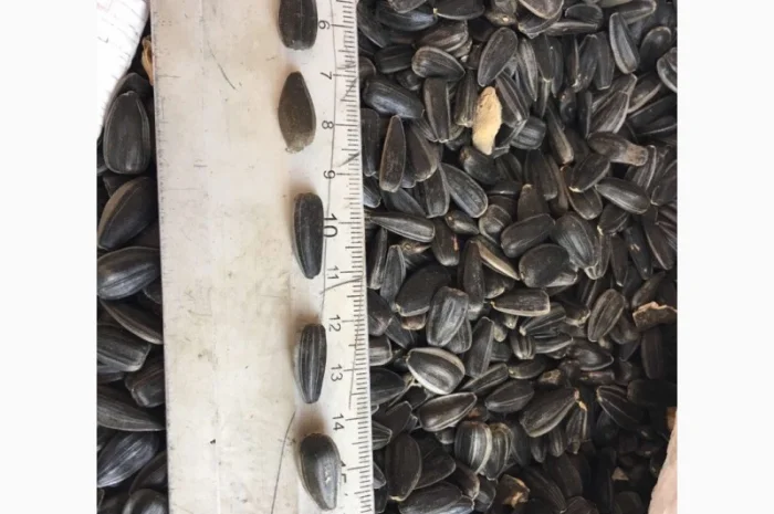 Продам семена подсолнечника кондитерского- фото № 1