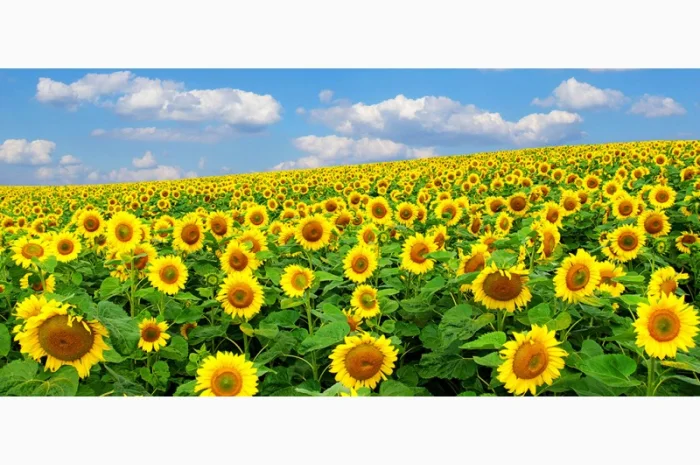 Продам соняшник 200 т по ф1, 200т по ф2, Вінницька обл- фото № 1