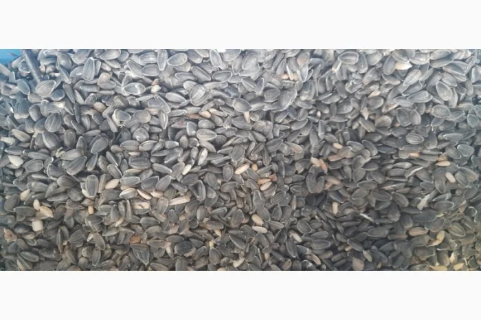 Купуємо некондиційне насіння для переробки- фото № 1