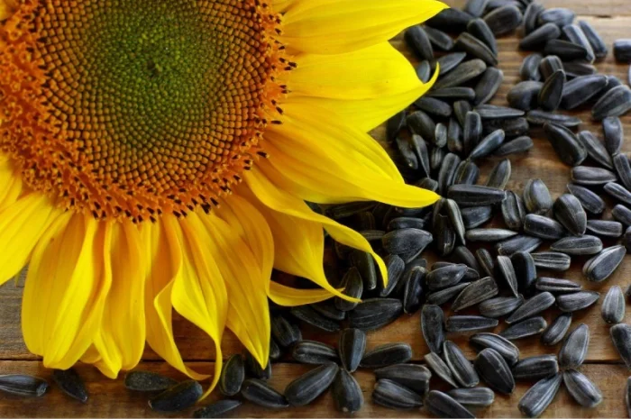 Закупаем подсолнечник- фото № 1