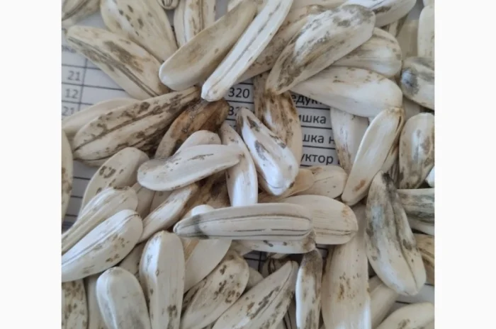 Насіння білого соняшника- фото № 1