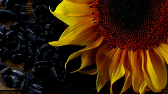 Закуповуємо соняшник- фото № 1