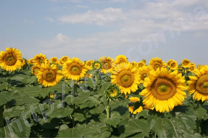 Насіння соняшника Армагедон (110 дн) Гібрид толерантний до Євро-Лайтнінгу- фото № 1