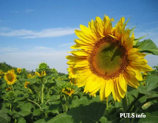 Насіння соняшника САНТОС (A-G+) НОВИЙ- фото № 1