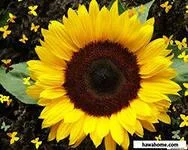 Насіння соняшника БАСТЕН (A-G+) НОВИЙ толерантний до гранстару- фото № 1