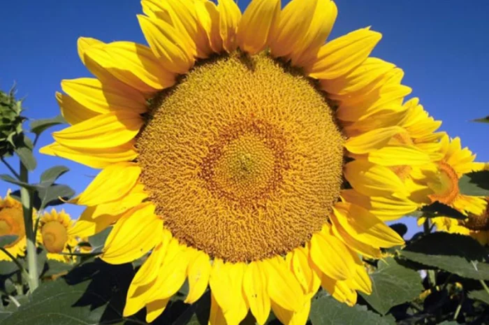 Насіння соняшника Лейла- фото № 1