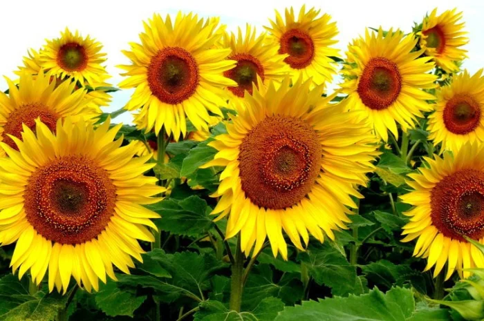 Семена подсолнечника Командор 777- фото № 1