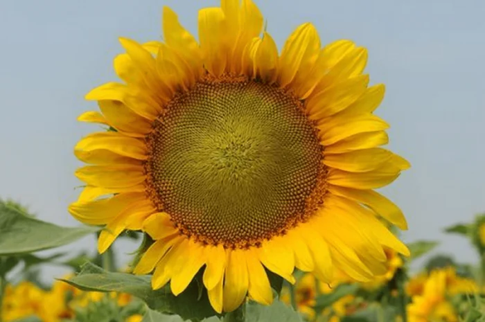 Насіння соняшника НС Таурус- фото № 1