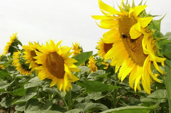 Насіння соняшника НС Х 1752- фото № 1