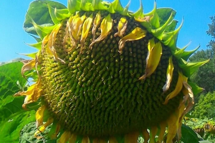 Насіння соняшника НС Х 2652- фото № 1