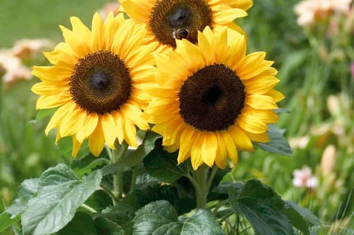 Насіння соняшника Форт- фото № 1