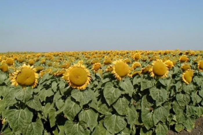 Насіння соняшник Флоріан (105 днів)- фото № 1