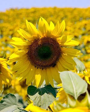 Насіння соняшника "ЄВРО". (A-G) НОВИЙ- фото № 1