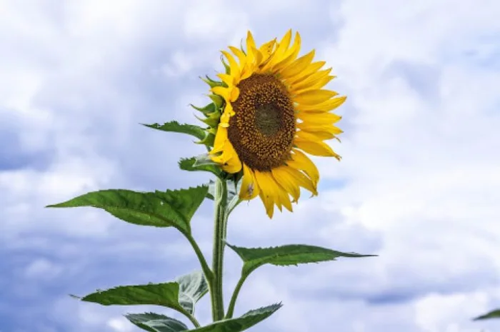 Насіння соняшника НС Х 8002- фото № 1