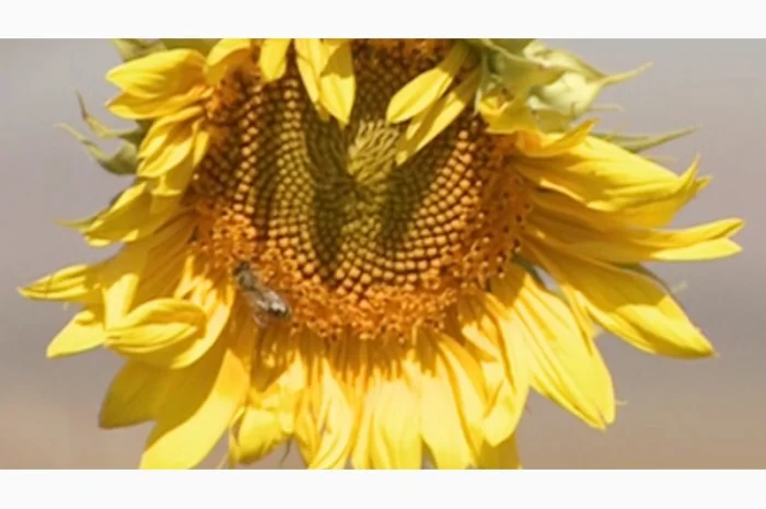 Насінн соняшника НА Конкорд- фото № 1