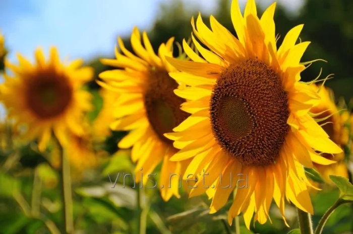 Насіння соняшника НА Санрайз- фото № 1