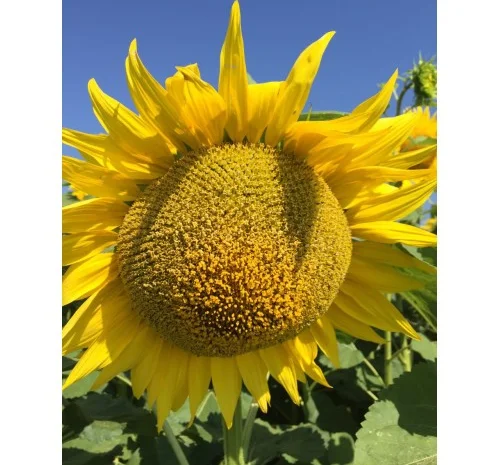 Семена подсолнечника Сулико 777- фото № 1