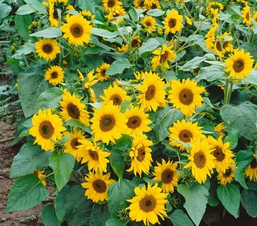 Насіння соняшника Норман- фото № 1