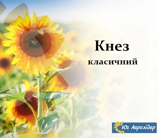 Гібрид Соняшника НС Кнез / Стійкий до вовчка 7+ рас (A-G +)- фото № 1