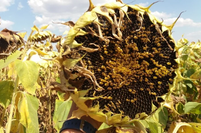 Семена подсолнечника под Евролайтинг ЕС БЕРЕКЕТ- фото № 2