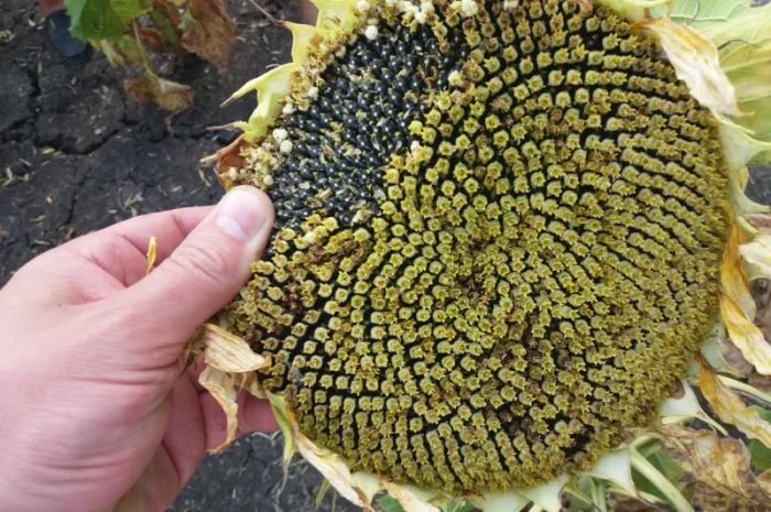 Насіння соняшника ЄС АЛЬФА - стійкий до Гранстару- фото № 2