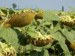 Насіння соняшнику гібрид Флоріан ( Класичний гібрид соняшника Флоріан )- фото № 1