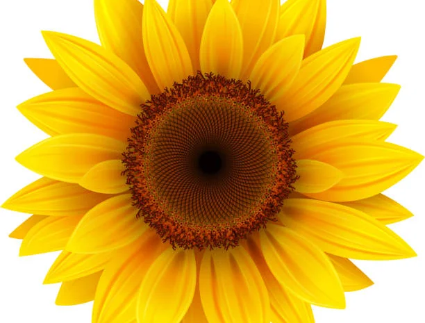 Куплю сонях (подсолнечник- фото № 1