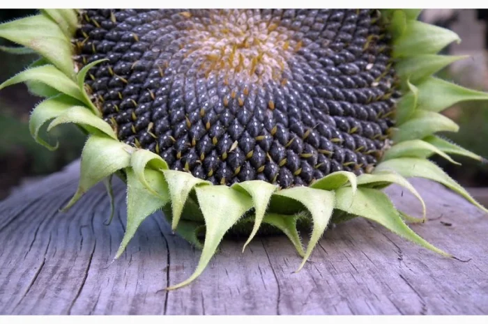 Закуповуємо Соняшник сонях. Швидка оплата- фото № 1