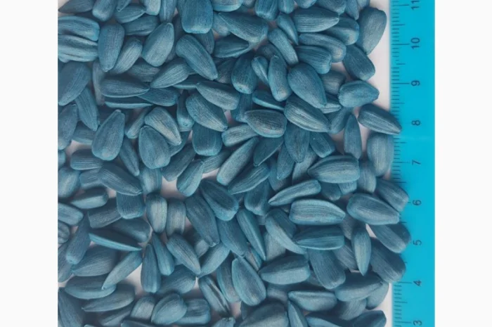 Соняшник кондитерський Джин Лакомка Добриня насіння на посів- фото № 1