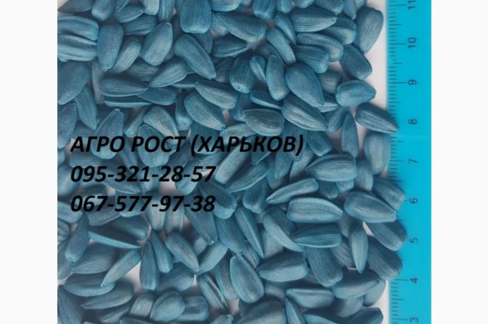 Семена подсолнечника кондитерского Джин- фото № 1