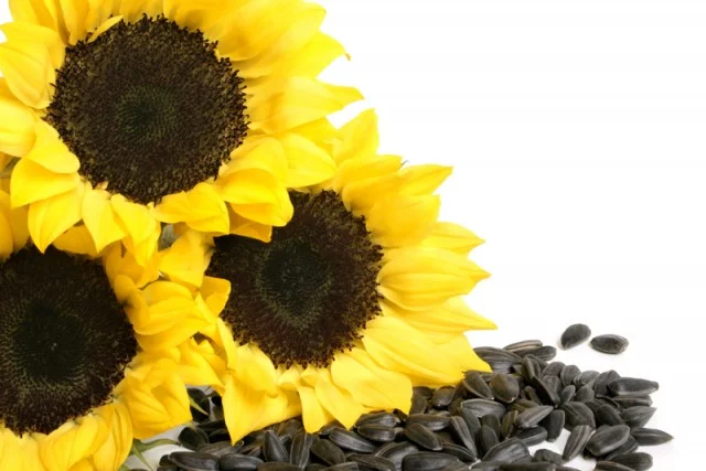 Закупаем подсолнечник с повышенной влагой- фото № 1