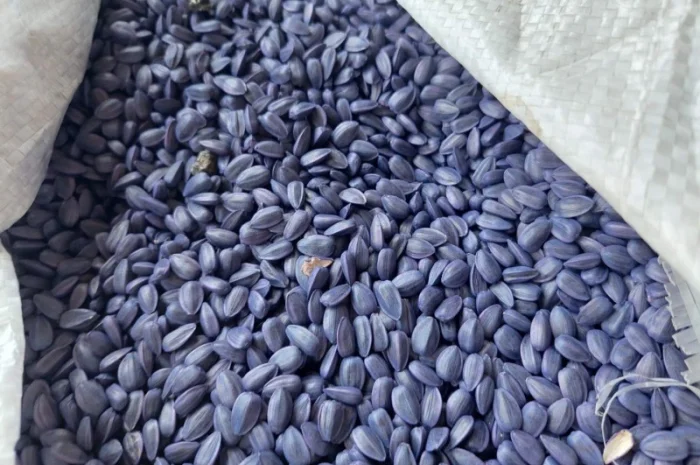 Купим некондиционный посевмат подсолнечника- фото № 1